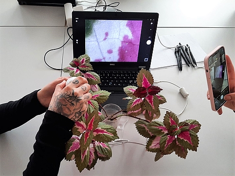 Auf dem Tisch steht ein Notebook. Auf dem Monitor ist das Bild der Mikroskop-Kamera zu sehen, mit der eine erwachsene Person gerade die Blätter einer Topf-Pflanze untersucht.